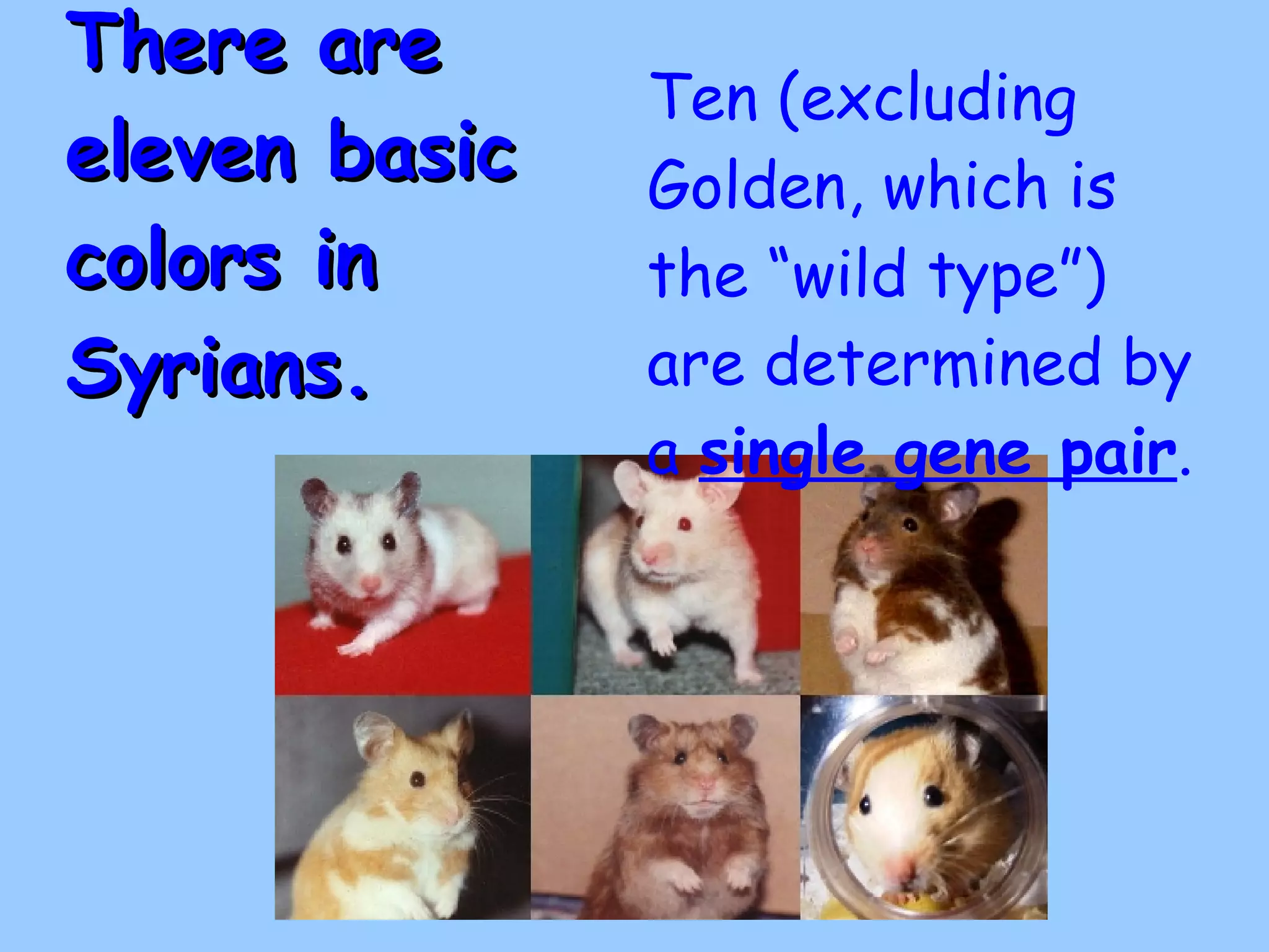 There are eleven basic colors in Syrians.    Ten (excluding Golden, which is the “wild type”) are determined by a  single gene pair . 