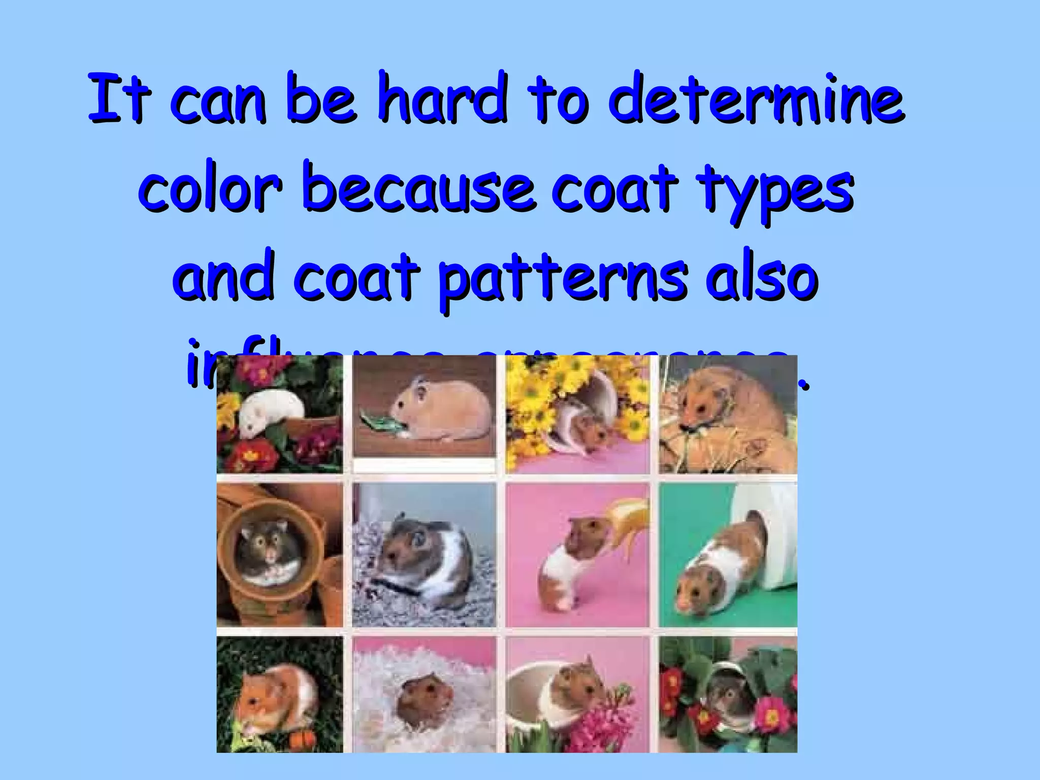 It can be hard to determine color because coat types and coat patterns also influence appearance. 