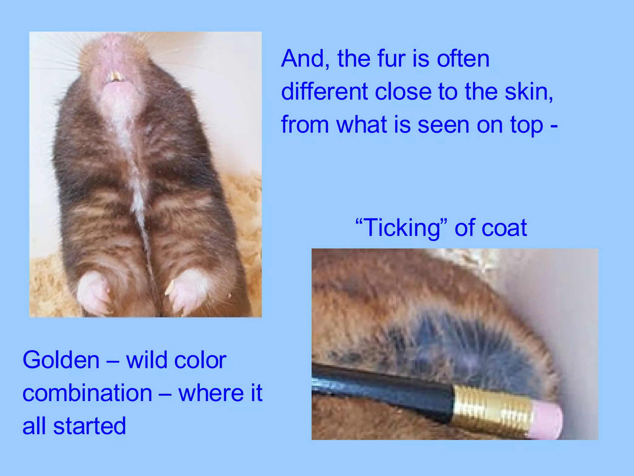 Golden – wild color combination – where it all started “ Ticking” of coat And, the fur is often different close to the skin, from what is seen on top - 