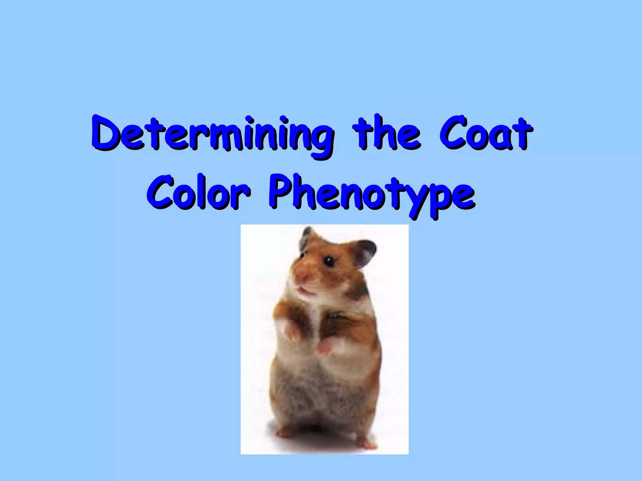 Determining the Coat Color Phenotype 