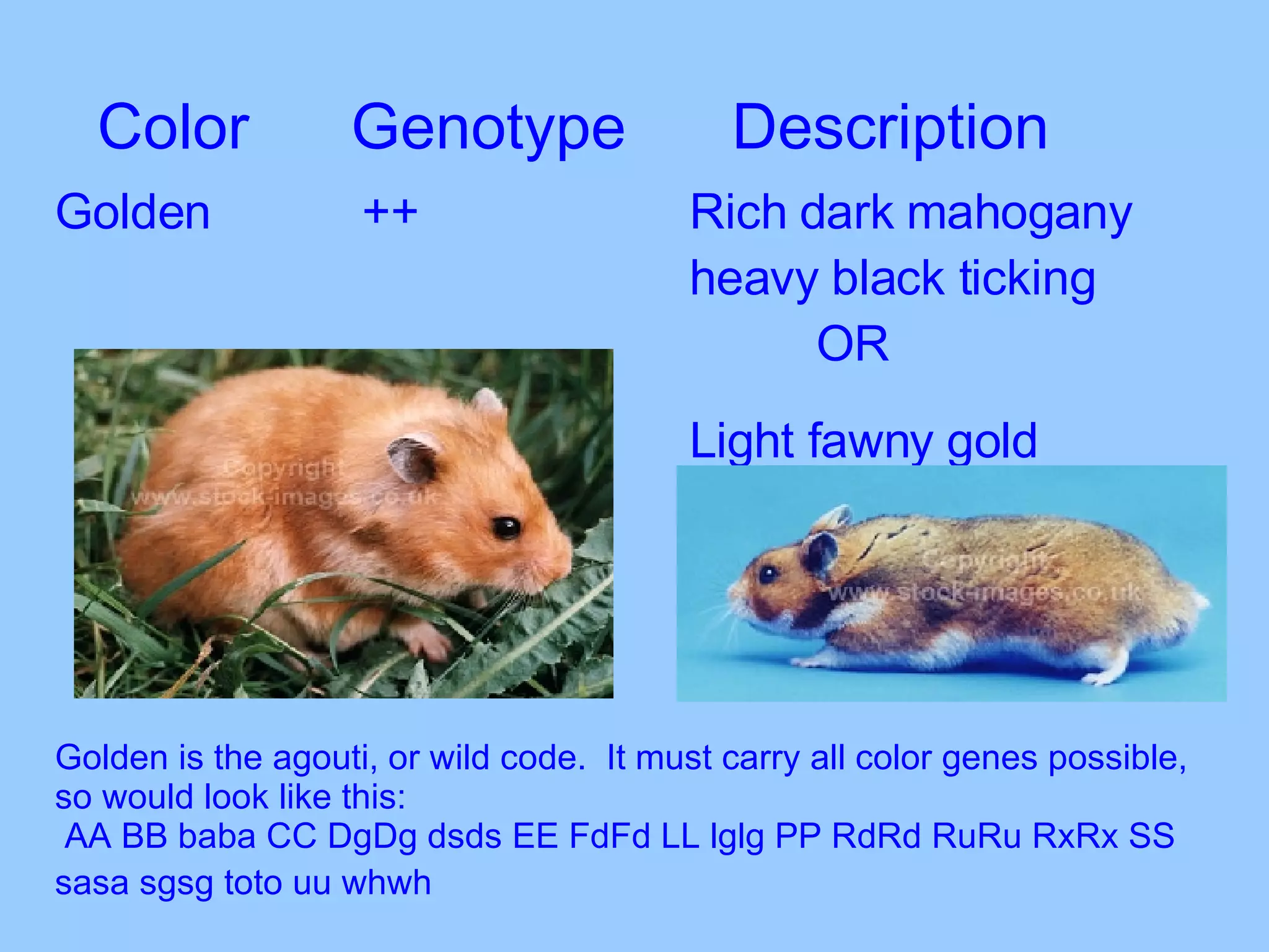 Color Genotype Description Golden   ++ Rich dark mahogany  heavy black ticking  OR Light fawny gold Golden is the agouti, or wild code.  It must carry all color genes possible, so would look like this: AA BB baba CC DgDg dsds EE FdFd LL lglg PP RdRd RuRu RxRx SS sasa sgsg toto uu whwh   