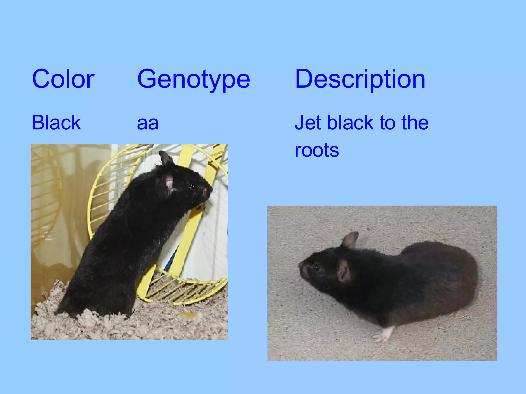 Color Genotype Description Black aa Jet black to the  roots 