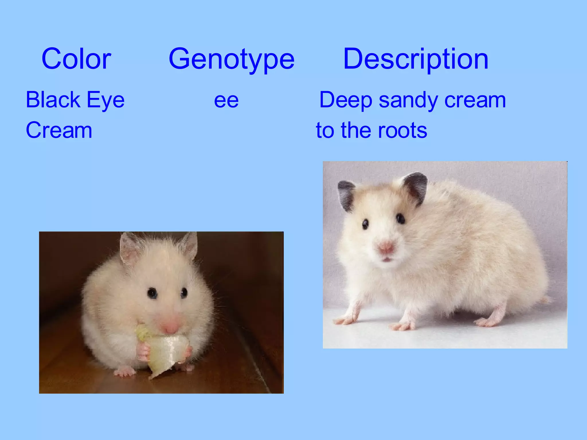 Black Eye   ee Deep sandy cream  Cream   to the roots Color  Genotype  Description 