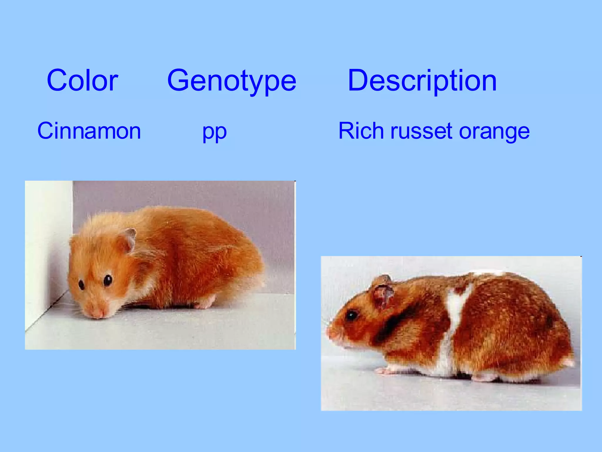 Color Genotype Description Cinnamon   pp Rich russet orange 