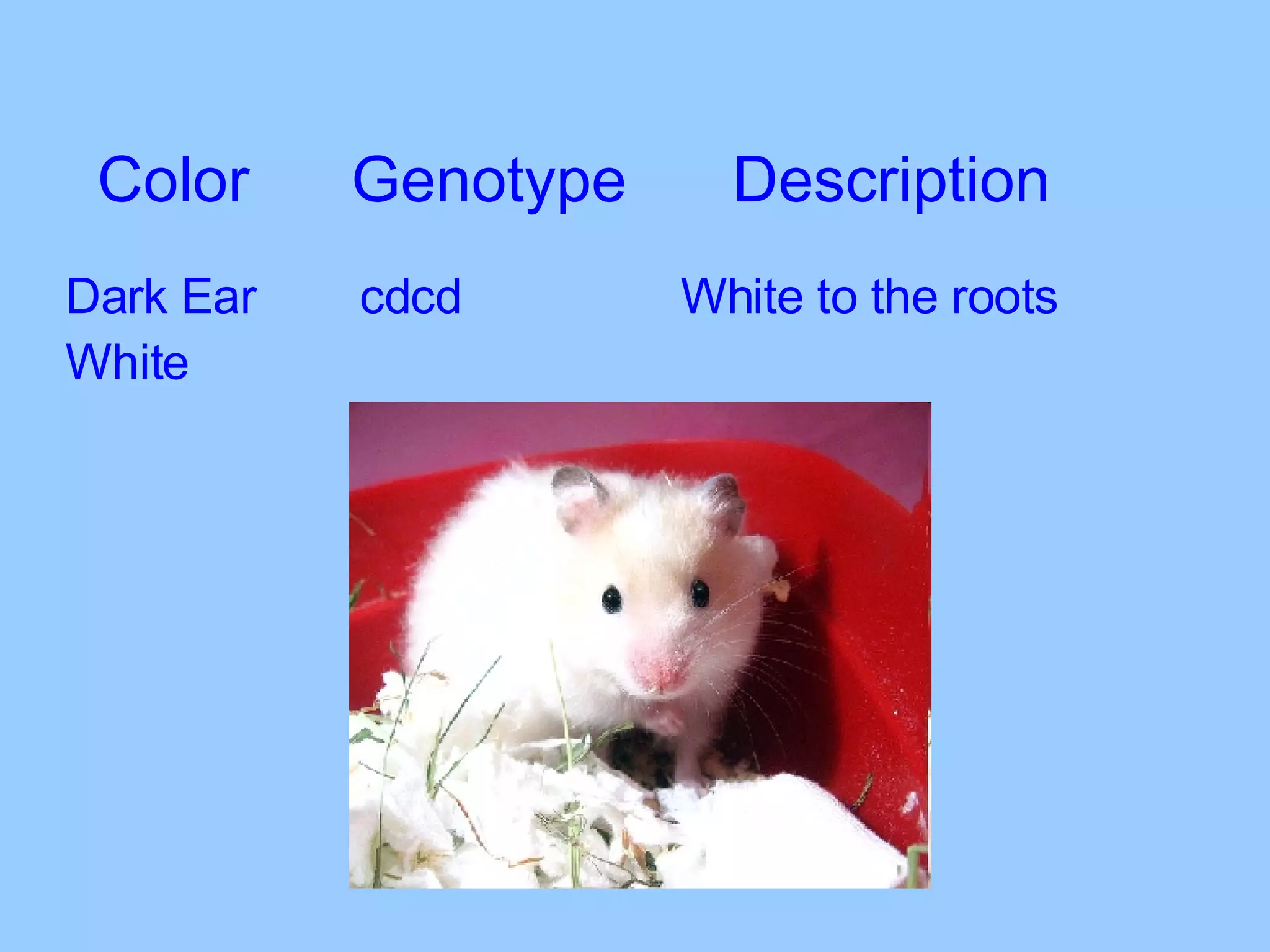 Color Genotype Description Dark Ear   cdcd   White to the roots White 