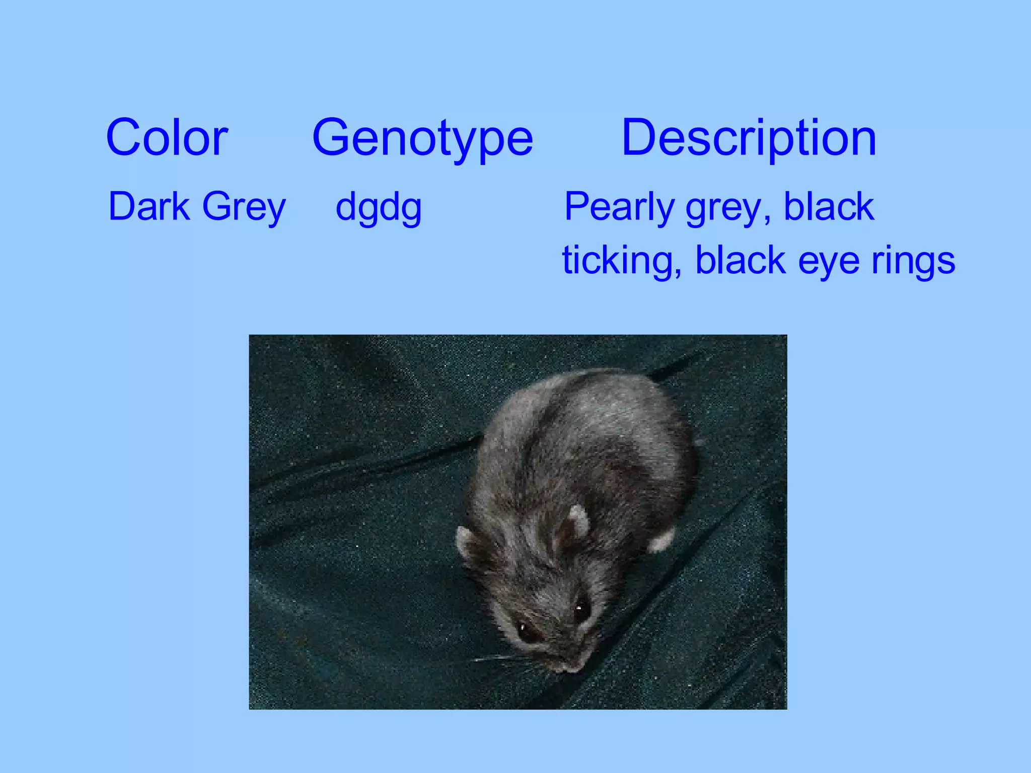 Color Genotype Description Dark Grey   dgdg   Pearly grey, black    ticking, black eye rings 