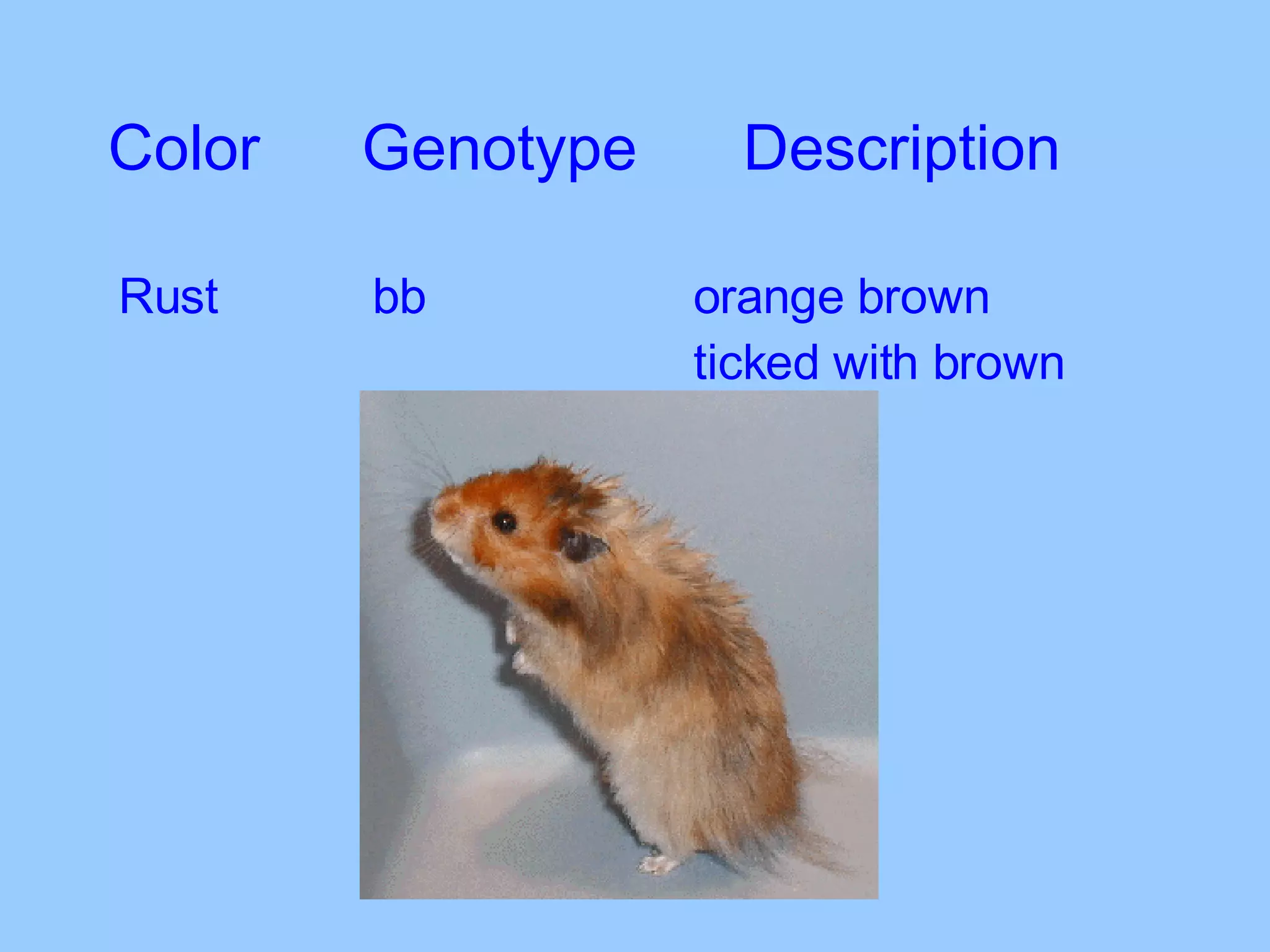Color Genotype Description Rust bb   orange brown    ticked with brown 