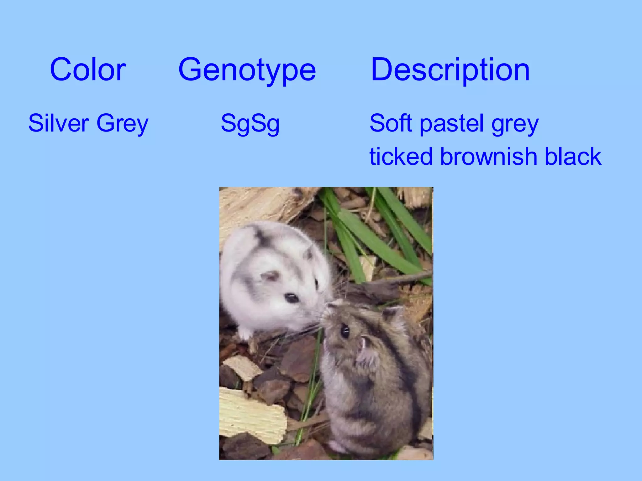 Color Genotype Description Silver Grey SgSg   Soft pastel grey    ticked brownish black 