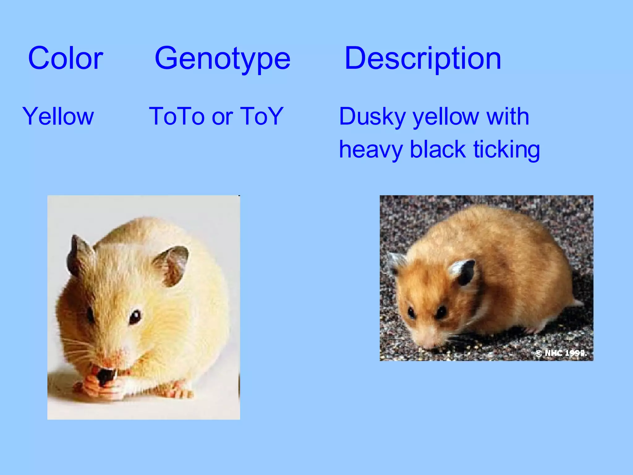 Color Genotype Description Yellow ToTo or ToY Dusky yellow with  heavy black ticking 