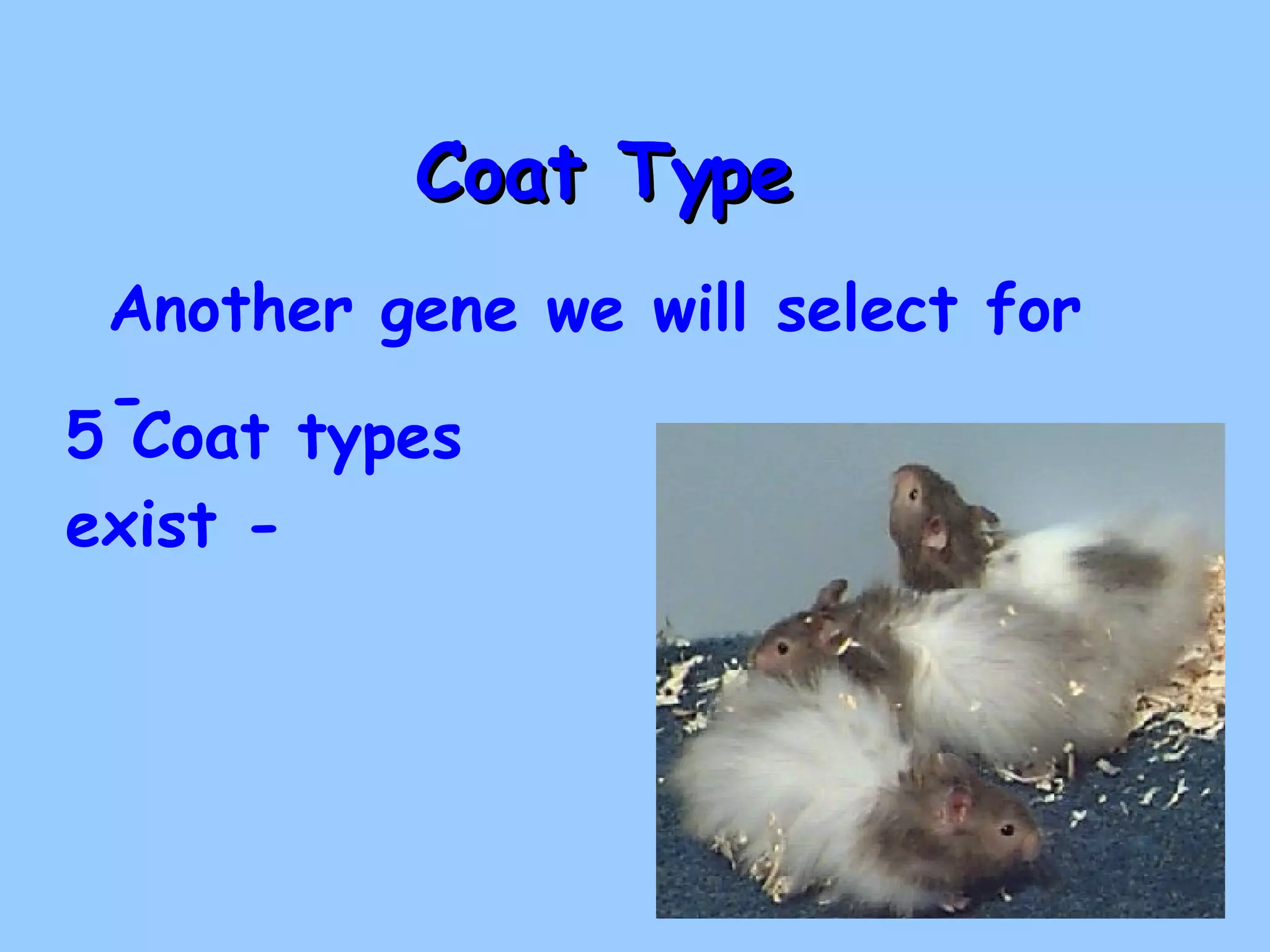 Coat Type Another gene we will select for - 5 Coat types exist -   