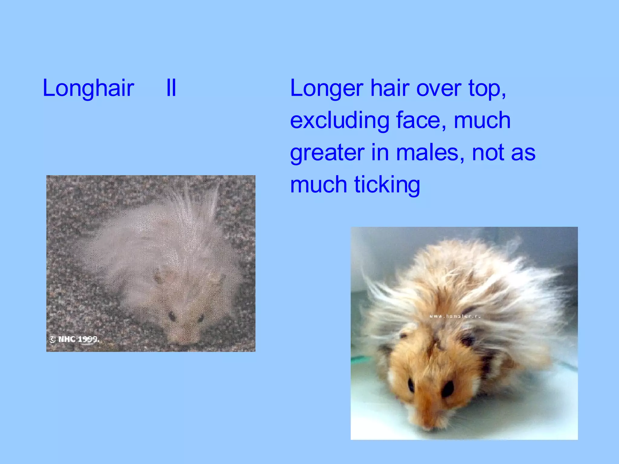 Longhair ll Longer hair over top,  excluding face, much  greater in males, not as  much ticking 