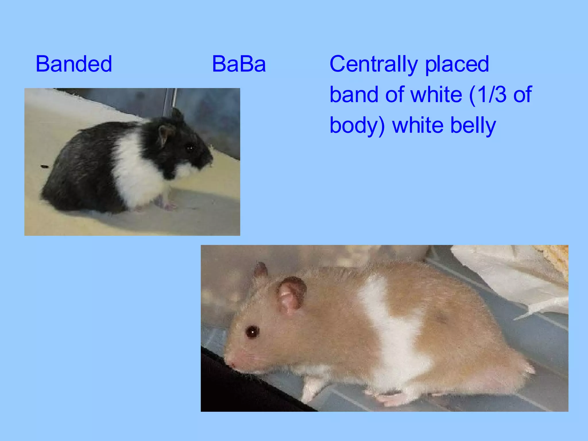 Banded BaBa Centrally placed  band of white (1/3 of  body) white belly 