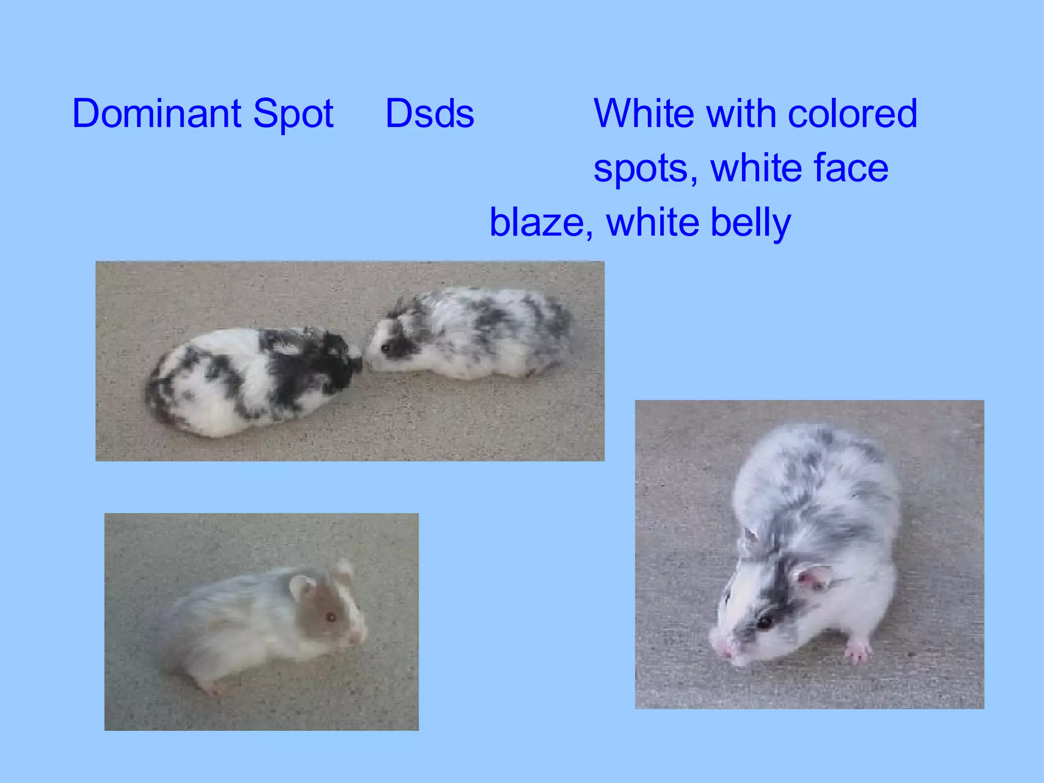 Dominant Spot Dsds White with colored  spots, white face  blaze, white belly 