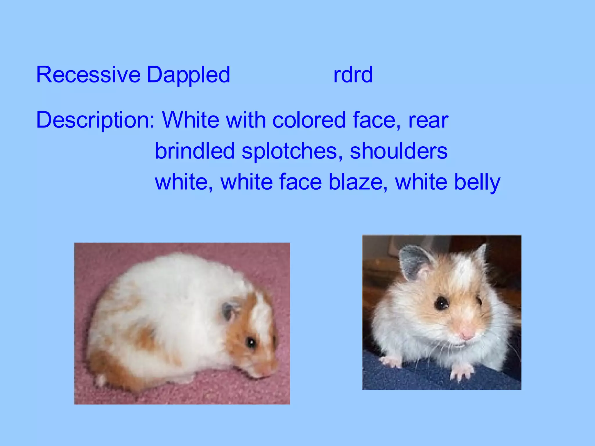 Recessive Dappled rdrd Description: White with colored face, rear  brindled splotches, shoulders  white, white face blaze, white belly 
