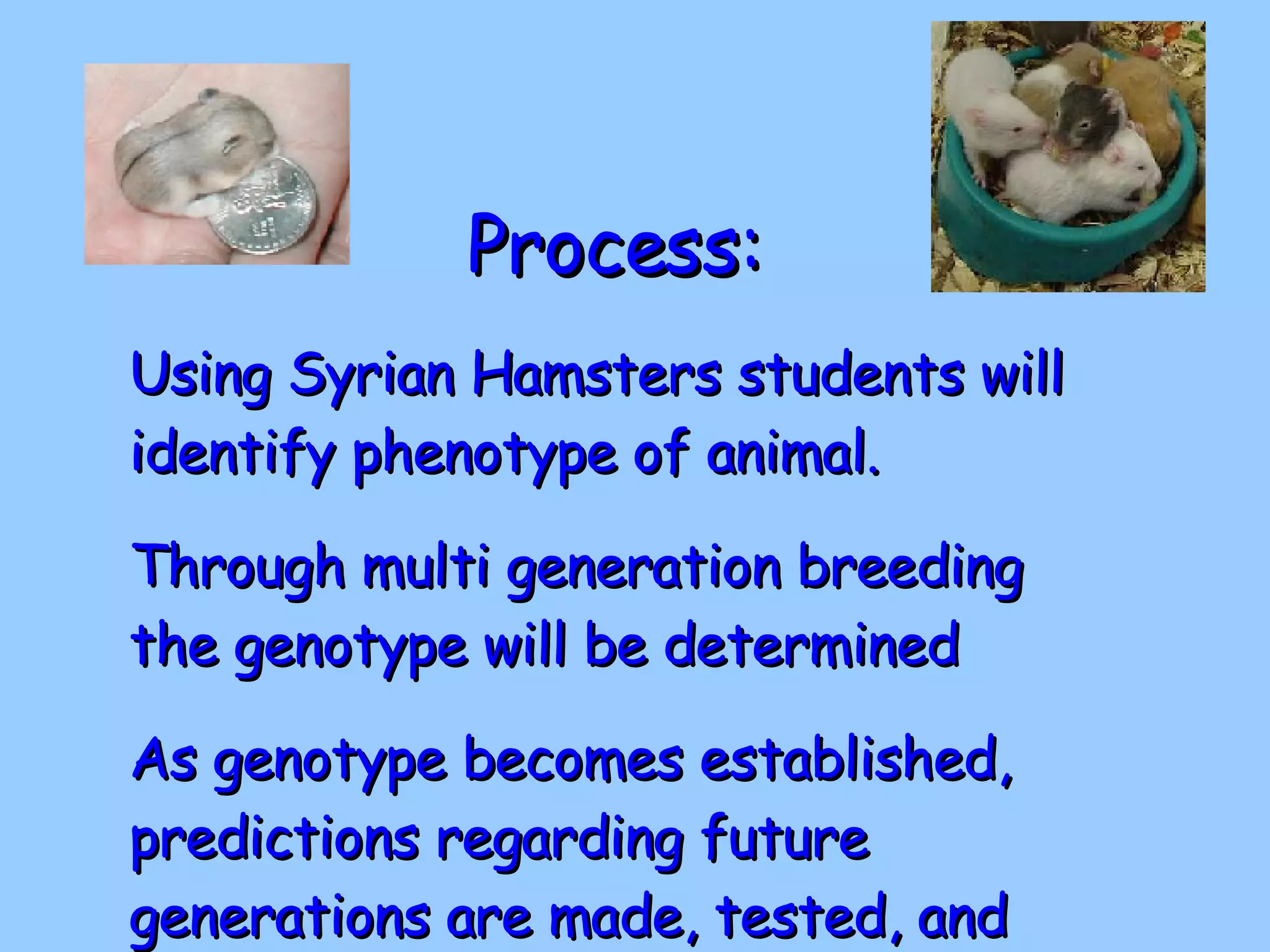 Process: Using Syrian Hamsters students will identify phenotype of animal. Through multi generation breeding the genotype will be determined As genotype becomes established, predictions regarding future generations are made, tested, and results reported 