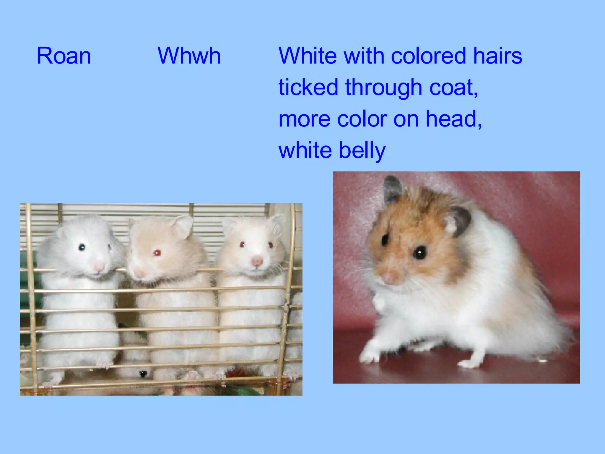 Roan Whwh White with colored hairs  ticked through coat,  more color on head,  white belly 