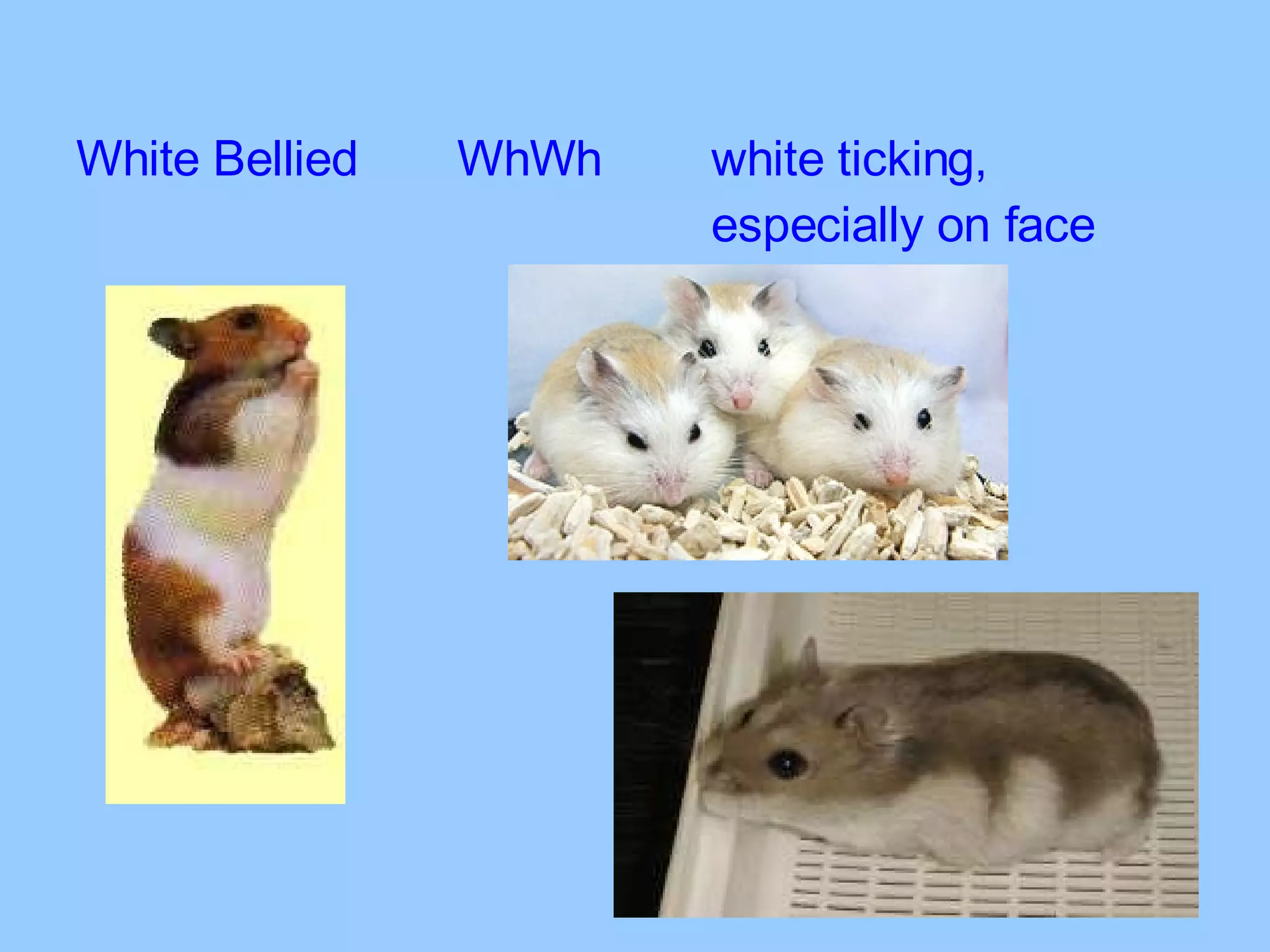 White Bellied WhWh white ticking,  especially on face 