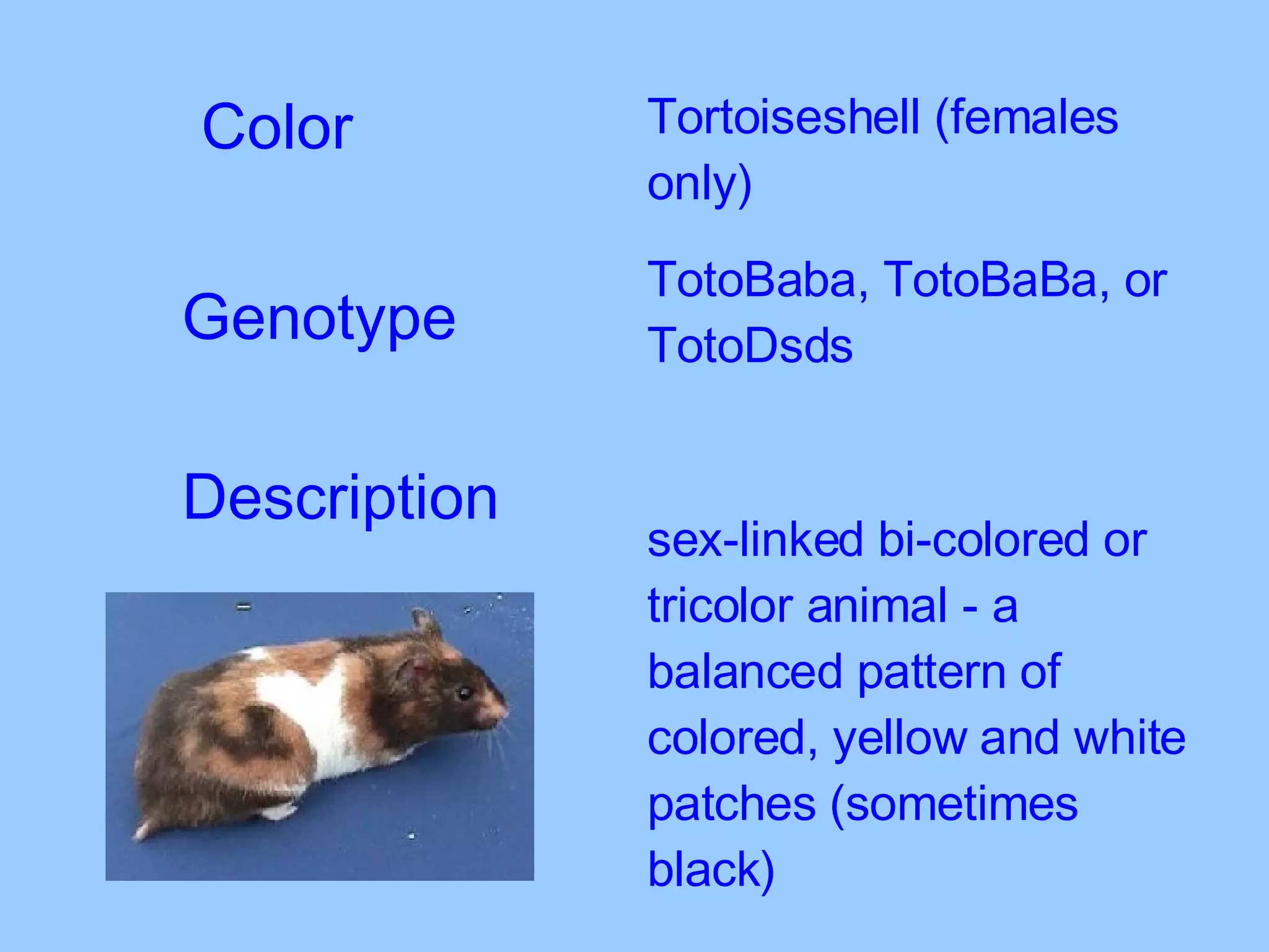 Color Tortoiseshell (females only) TotoBaba, TotoBaBa, or TotoDsds  sex-linked bi-colored or tricolor animal - a balanced pattern of colored, yellow and white patches (sometimes black) Genotype Description 