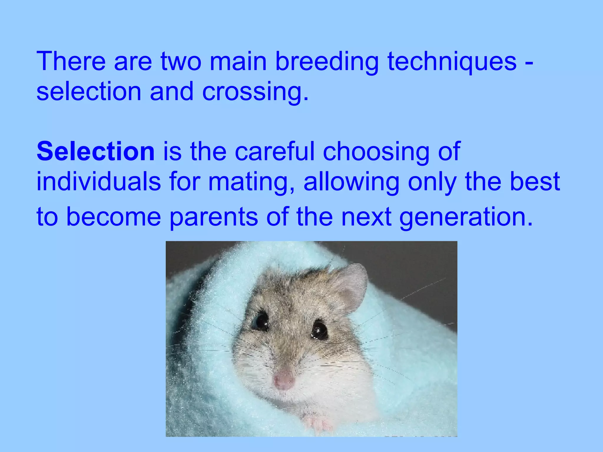 There are two main breeding techniques - selection and crossing.   Selection  is the careful choosing of individuals for mating, allowing only the best to become parents of the next generation.   