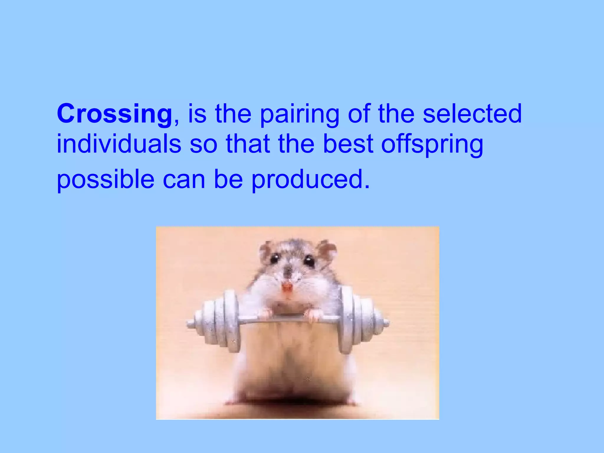 Crossing , is the pairing of the selected individuals so that the best offspring possible can be produced.   