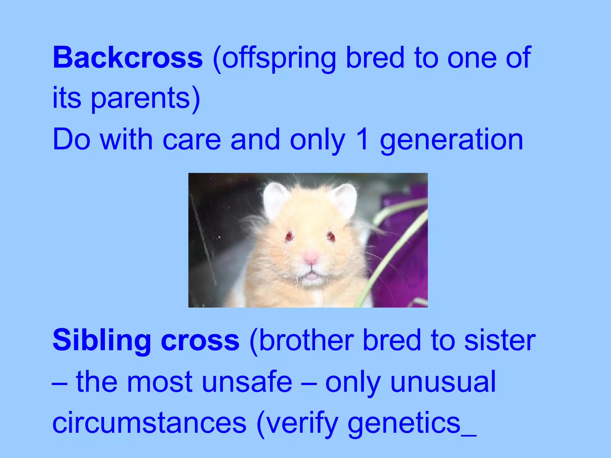 Backcross  (offspring bred to one of its parents)   Do with care and only 1 generation Sibling cross  (brother bred to sister   – the most unsafe – only unusual circumstances (verify genetics_ 