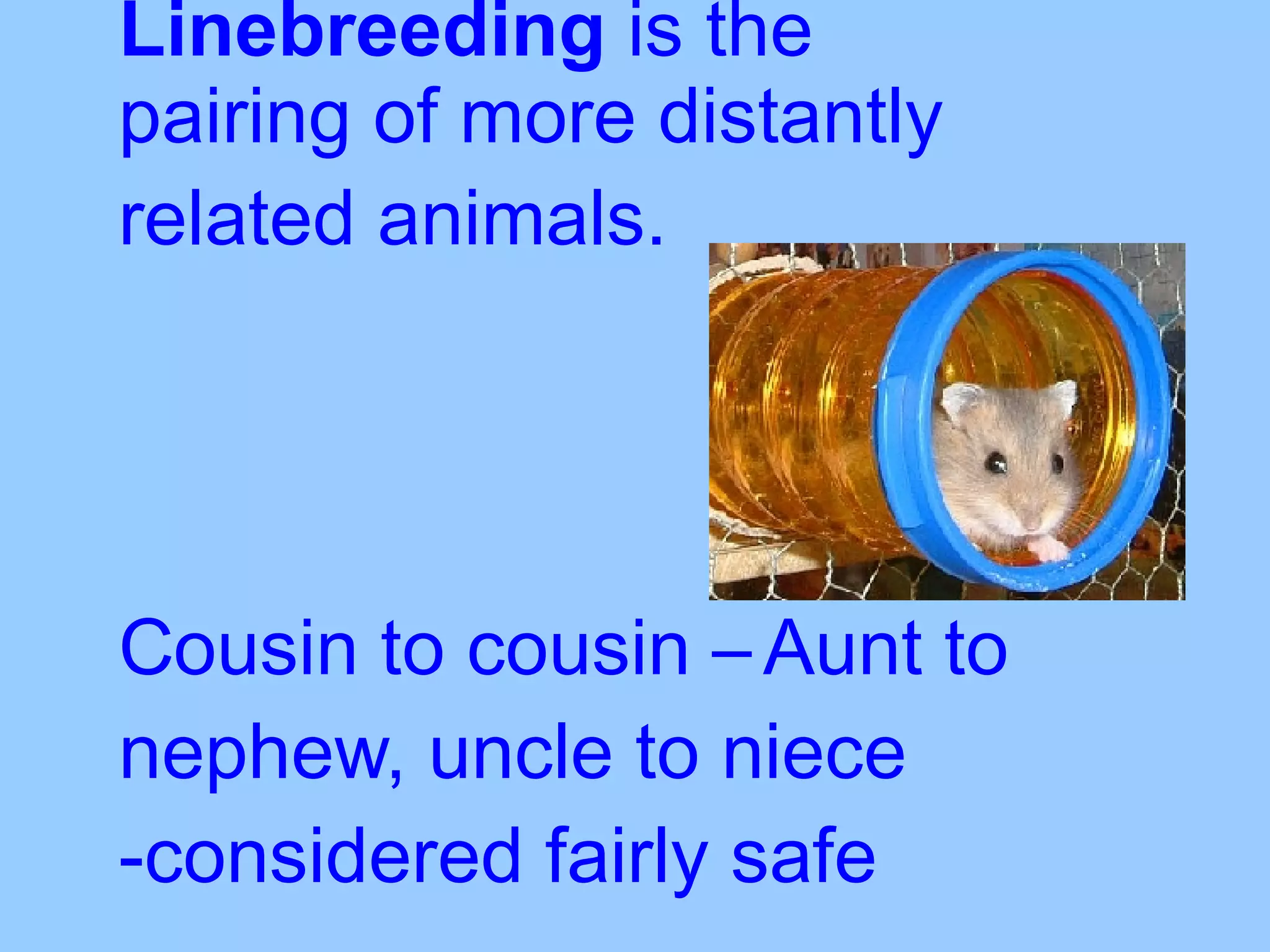 Linebreeding  is the pairing of more distantly related animals.   Cousin to cousin – Aunt to nephew, uncle to niece -considered fairly safe 
