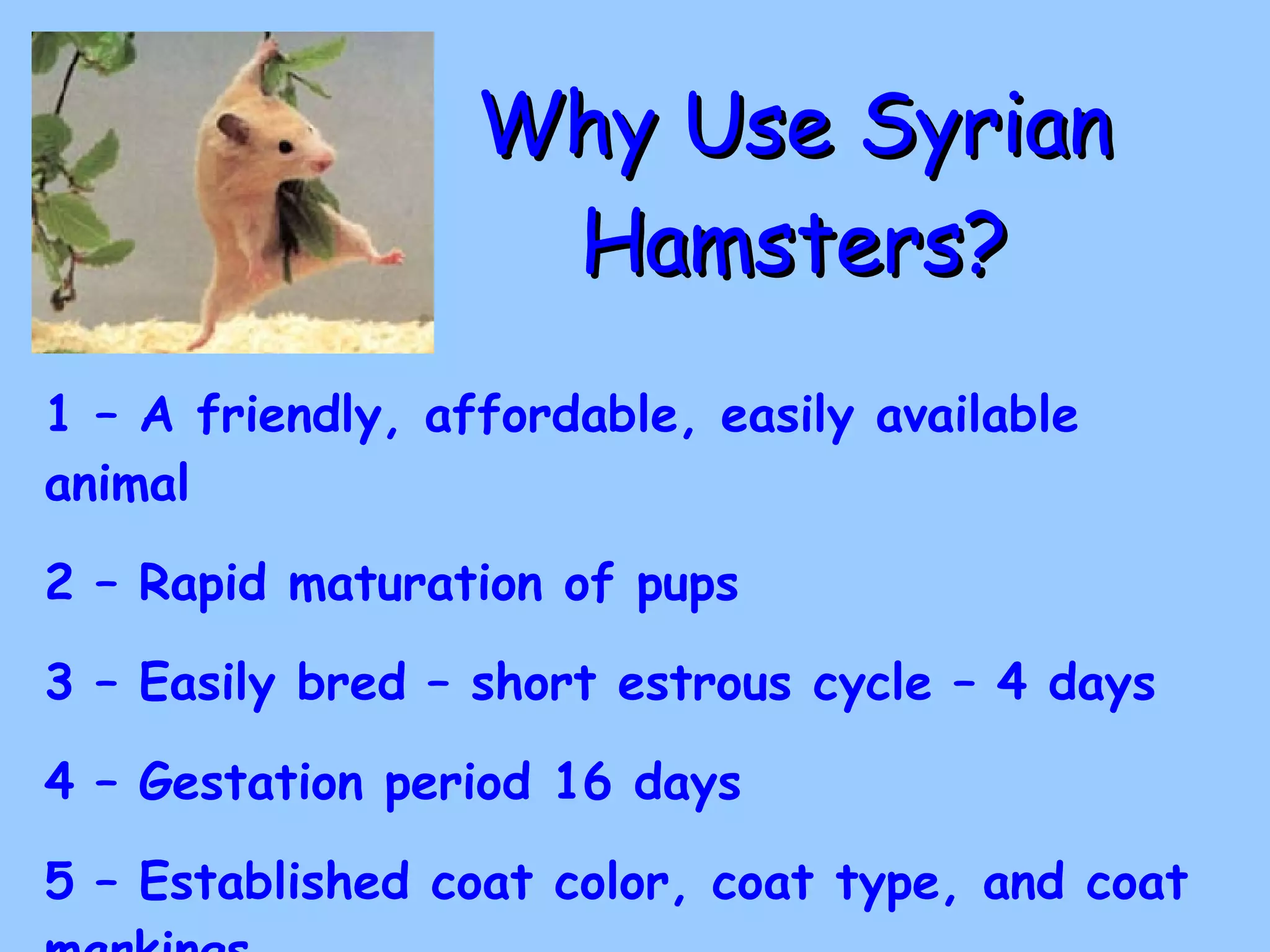 Why Use Syrian Hamsters? 1 – A friendly, affordable, easily available animal 2 – Rapid maturation of pups 3 – Easily bred – short estrous cycle – 4 days 4 – Gestation period 16 days 5 – Established coat color, coat type, and coat markings 4 – Monohybrid and dihybrid  crosses visible 