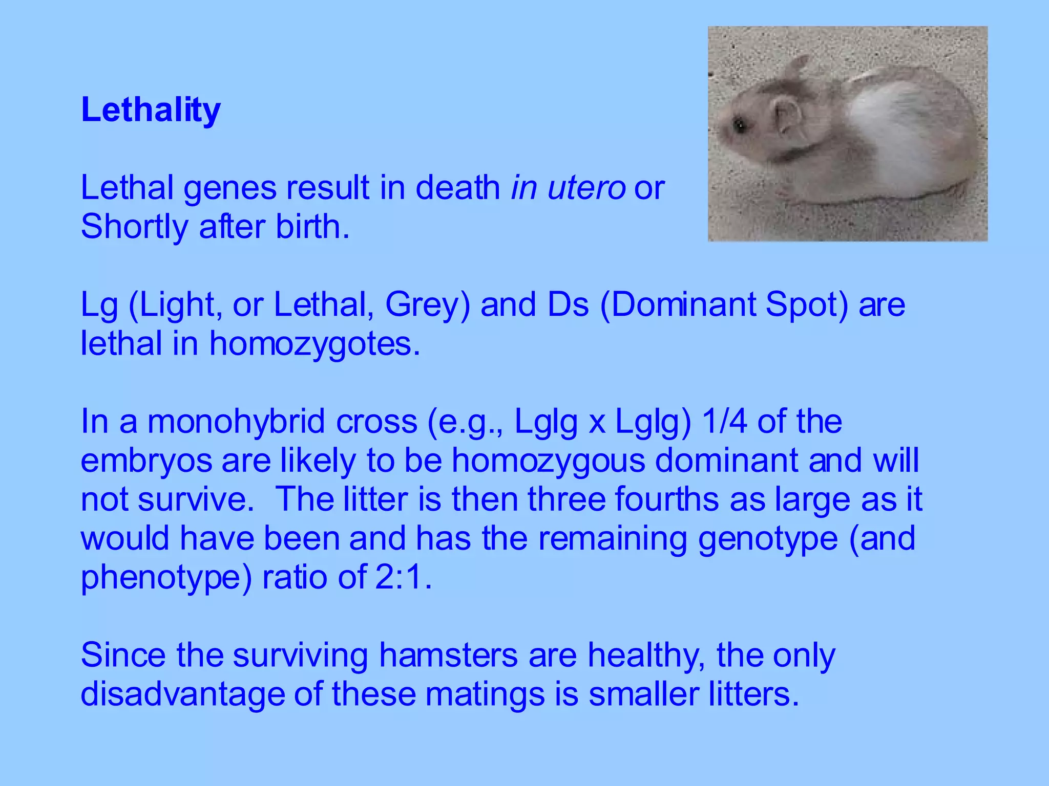 Lethality Lethal genes result in death  in utero  or  Shortly after birth.   Lg (Light, or Lethal, Grey) and Ds (Dominant Spot) are lethal in homozygotes.   In a monohybrid cross (e.g., Lglg x Lglg) 1/4 of the embryos are likely to be homozygous dominant and will not survive.  The litter is then three fourths as large as it would have been and has the remaining genotype (and phenotype) ratio of 2:1.   Since the surviving hamsters are healthy, the only disadvantage of these matings is smaller litters. 