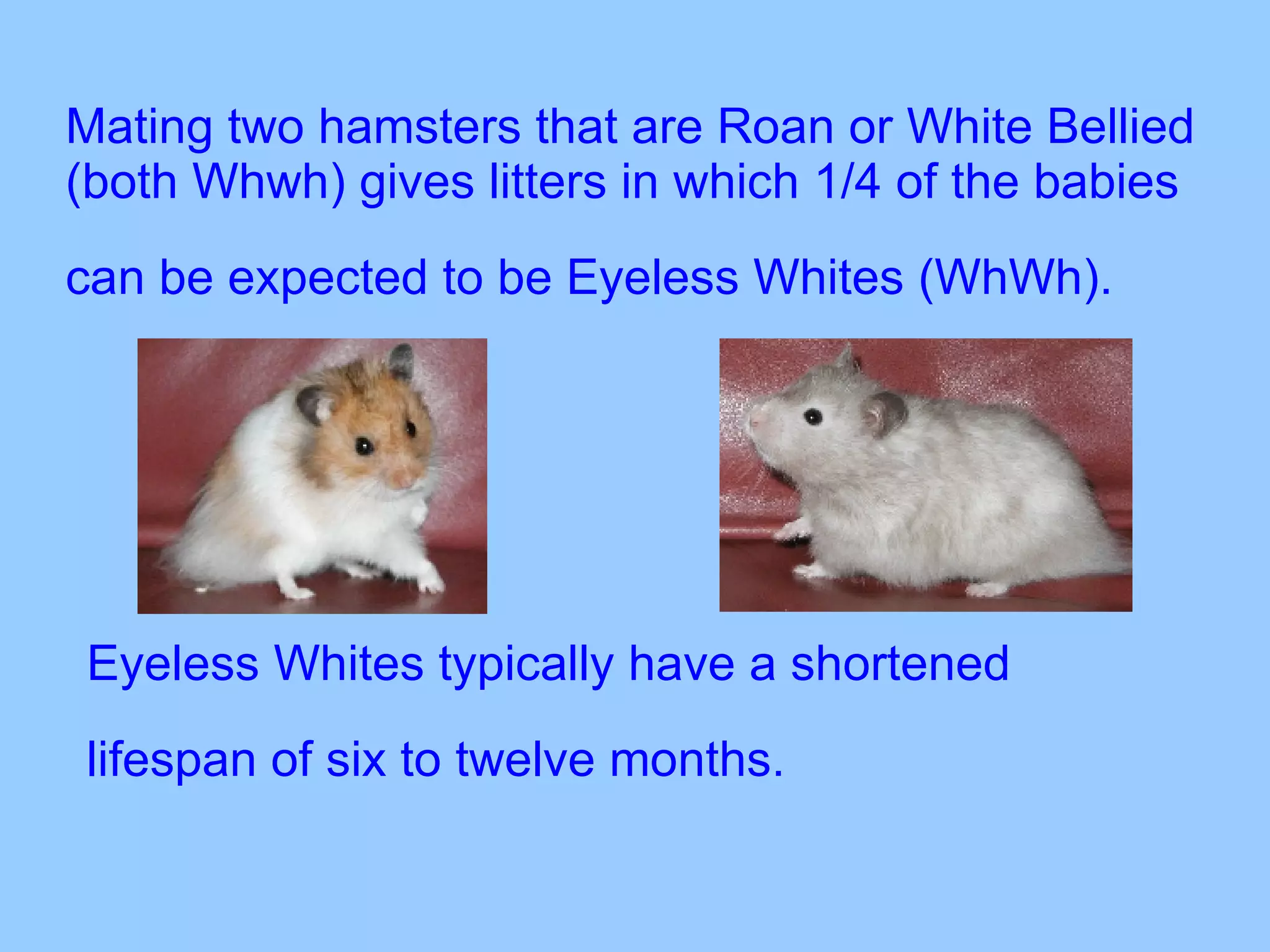 Mating two hamsters that are Roan or White Bellied (both Whwh) gives litters in which 1/4 of the babies can be expected to be Eyeless Whites (WhWh).   Eyeless Whites typically have a shortened lifespan of six to twelve months.   