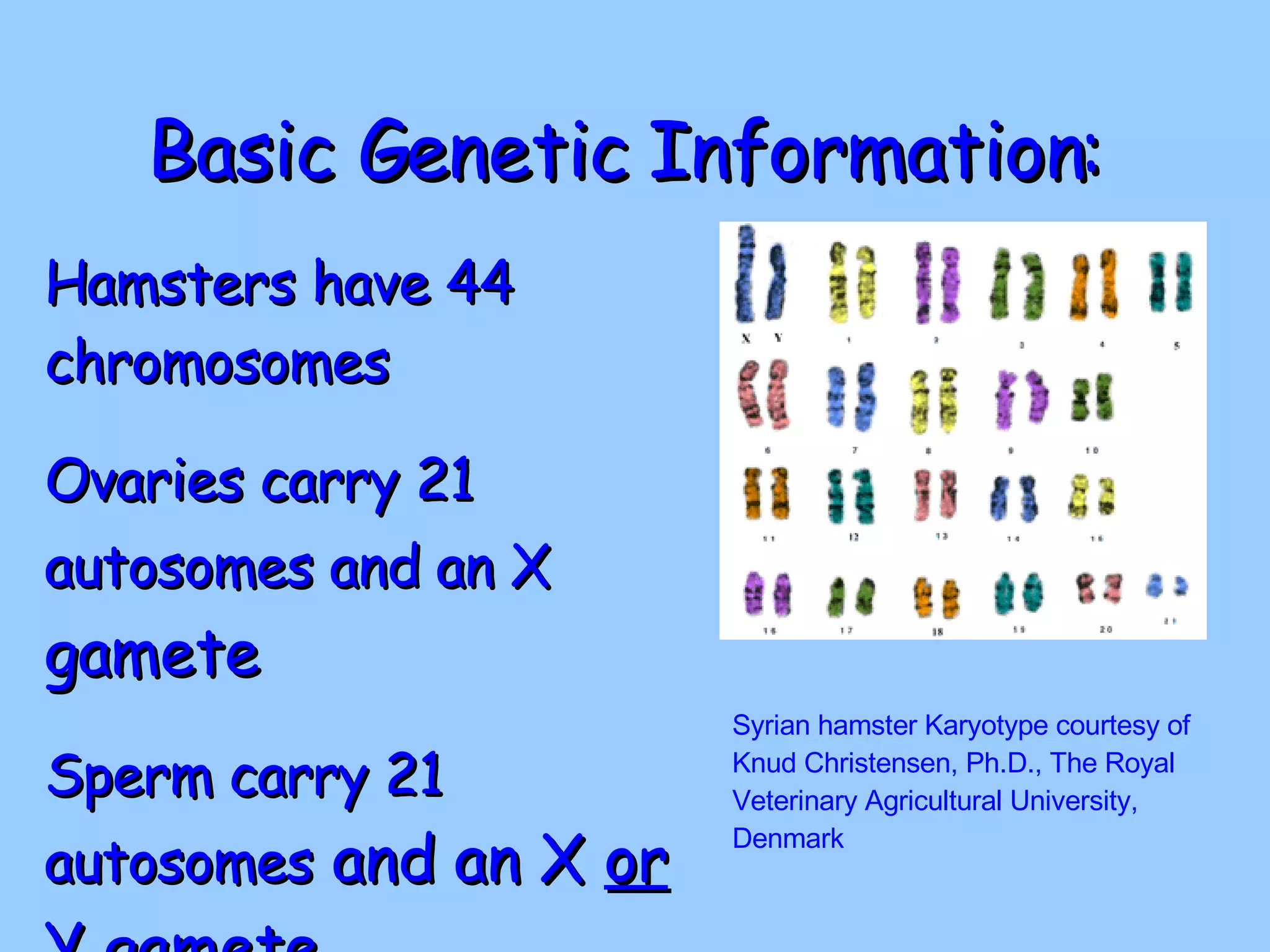 Basic Genetic Information: Hamsters have 44 chromosomes Ovaries carry 21 autosomes and an X  gamete Sperm carry 21 autosomes  and an X  or  Y gamete Syrian hamster Karyotype courtesy of Knud Christensen, Ph.D., The Royal Veterinary Agricultural University, Denmark 
