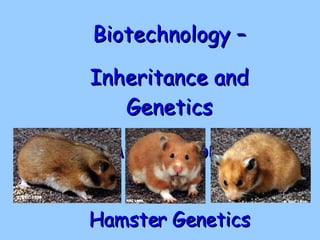 Hamster Genetics Biotechnology – Inheritance and Genetics Applications 