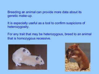 Biotechnology - Inheritance and Breeding | PPT