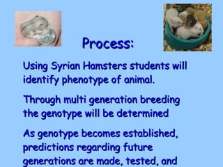 Biotechnology - Inheritance and Breeding | PPT