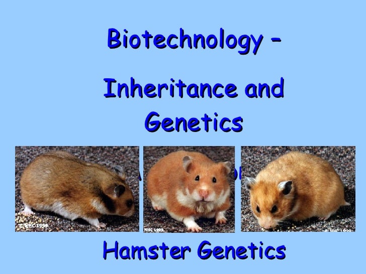 breeding syrian hamsters
