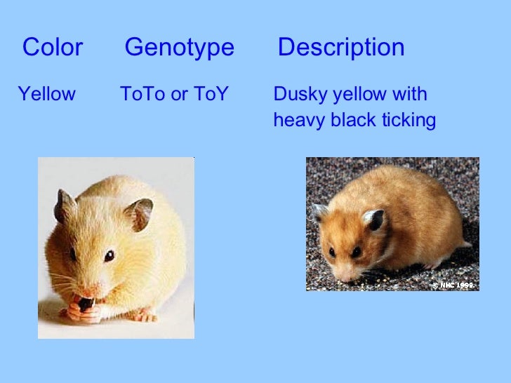 Syrian Hamster Color Chart