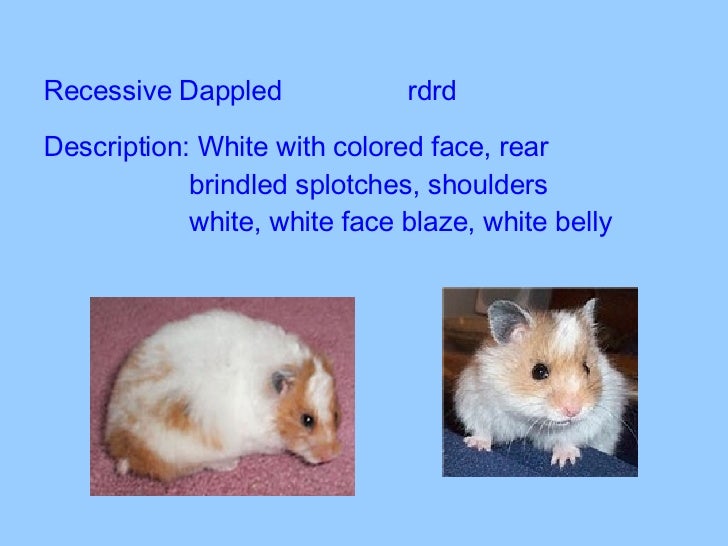 Syrian Hamster Color Chart