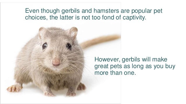 which is better hamster or gerbil