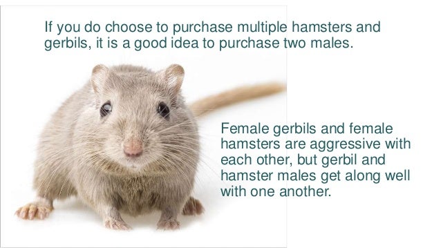 should i get a hamster or gerbil