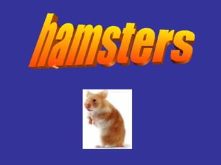 hamsters 