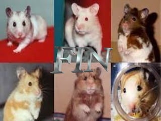 TodoHamsters