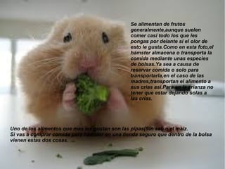 Se alimentan de frutos
generalmente,aunque suelen
comer casi todo los que les
pongas por delante si el olor de
esto le gusta.Como en esta foto,el
hámster almacena o transporta la
comida mediante unas especies
de bolsas.Ya sea a causa de
reservar comida o solo para
transportarla,en el caso de las
madres,transportan el alimento a
sus crias asi.Para en la crianza no
tener que estar dejando solas a
las crías.
Uno de los alimentos que mas les gustan son las pipas(Sin sal) o el maíz.
Si vas a comprar comida para hámster en una tienda seguro que dentro de la bolsa
vienen estas dos cosas.
 