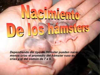 Dependiendo del tipo de Hámster pueden nacer mas o
menos crías el promedio del hámster ruso es de 3 a 4
crías,y el del común de 7 a 9.
 