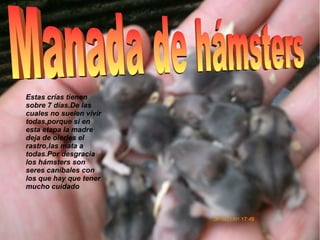 Estas crías tienen
sobre 7 días.De las
cuales no suelen vivir
todas,porque si en
esta etapa la madre
deja de olerles el
rastro,las mata a
todas.Por desgracia
los hámsters son
seres caníbales con
los que hay que tener
mucho cuidado
 