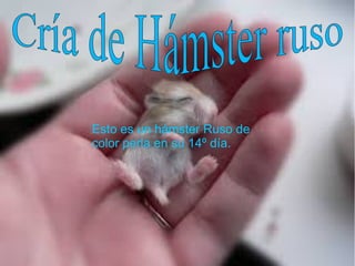 Esto es un hámster Ruso de
color perla en su 14º día.
 