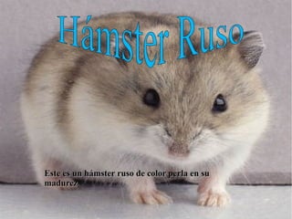 Este es un hámster ruso de color perla en suEste es un hámster ruso de color perla en su
madurezmadurez
 