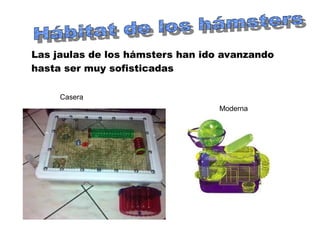 Las jaulas de los hámsters han ido avanzando
hasta ser muy sofisticadas
Casera
Moderna
 