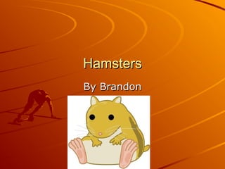 HamstersHamsters
By BrandonBy Brandon
 