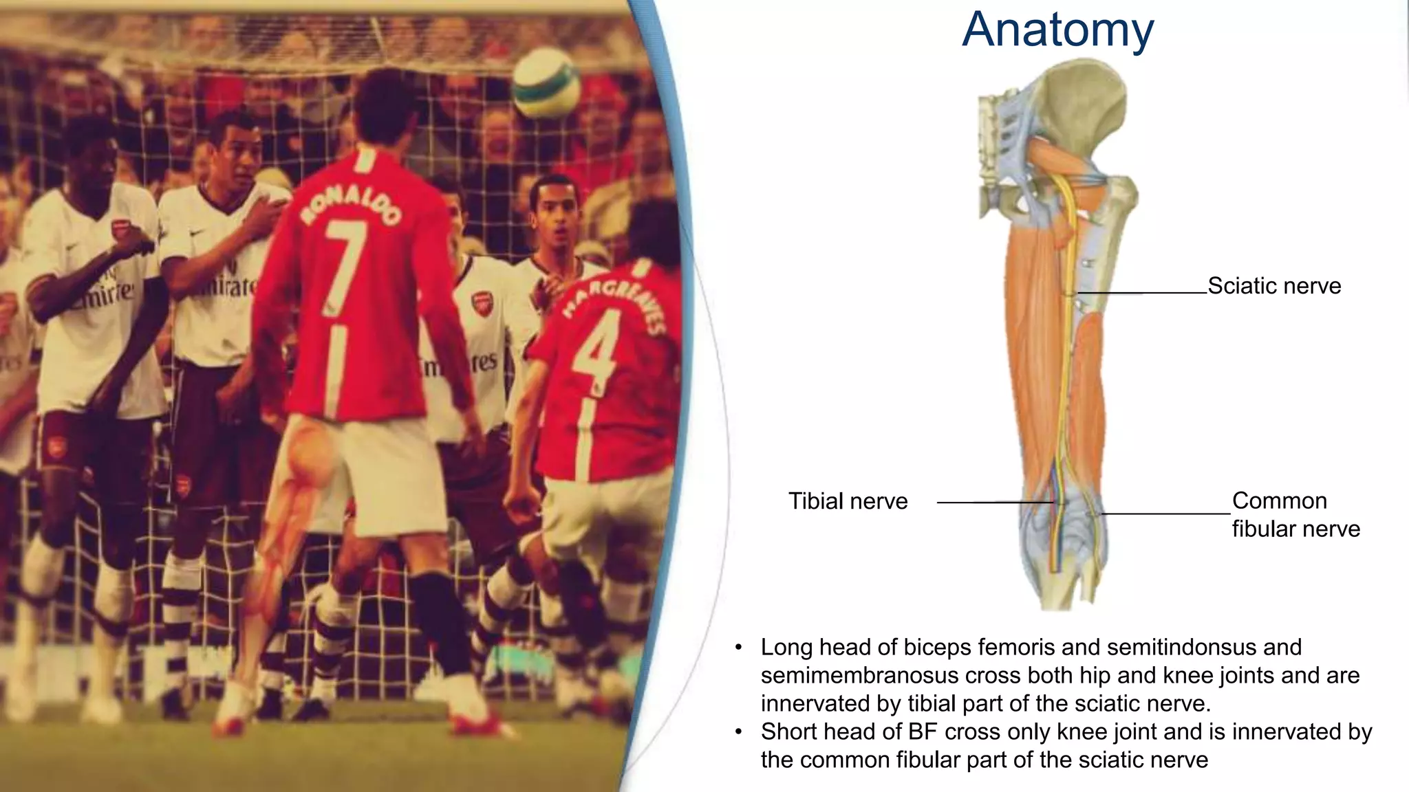 Anatomy
Sciatic nerve
Tibial nerve Common
fibular nerve
• Long head of biceps femoris and semitindonsus and
semimembranosus cross both hip and knee joints and are
innervated by tibial part of the sciatic nerve.
• Short head of BF cross only knee joint and is innervated by
the common fibular part of the sciatic nerve
 