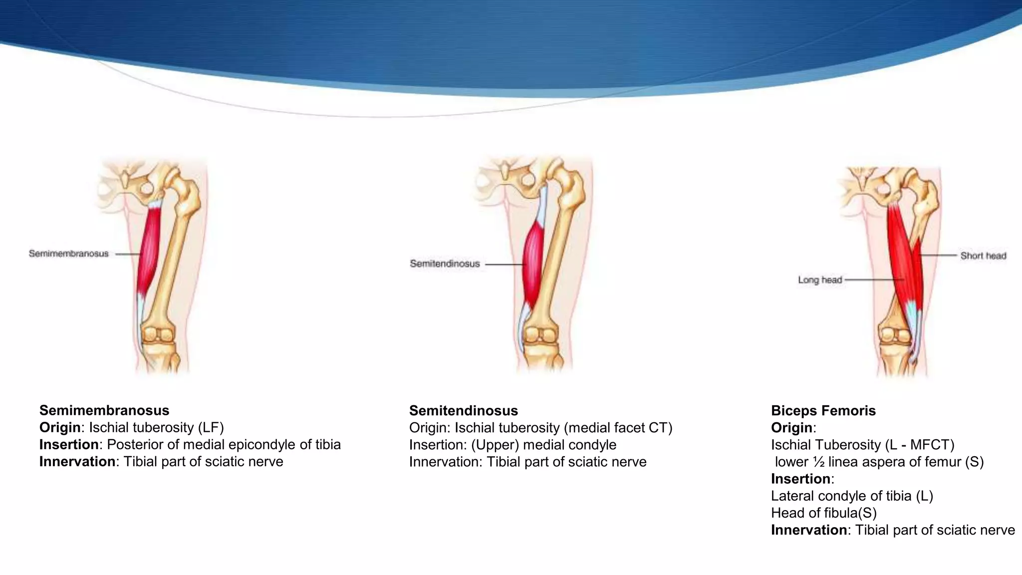 Biceps Femoris
Origin:
Ischial Tuberosity (L - MFCT)
lower ½ linea aspera of femur (S)
Insertion:
Lateral condyle of tibia (L)
Head of fibula(S)
Innervation: Tibial part of sciatic nerve
Semitendinosus
Origin: Ischial tuberosity (medial facet CT)
Insertion: (Upper) medial condyle
Innervation: Tibial part of sciatic nerve
Semimembranosus
Origin: Ischial tuberosity (LF)
Insertion: Posterior of medial epicondyle of tibia
Innervation: Tibial part of sciatic nerve
 
