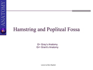 Hamstring and Popliteal Fossa G= Gray’s Anatomy Gr= Grant’s Anatomy 